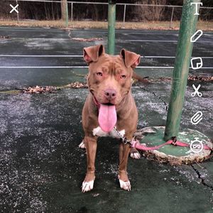 Meet your Posher, Albert